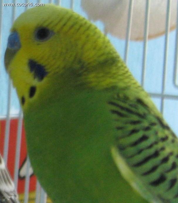 coco